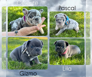 French Bulldog Puppy for sale in COLORADO SPRINGS, CO, USA