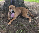 Small Photo #6 Labrador Retriever-Rhodesian Ridgeback Mix Puppy For Sale in Attalka, AL, USA