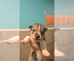 Small #1 Siberian Husky