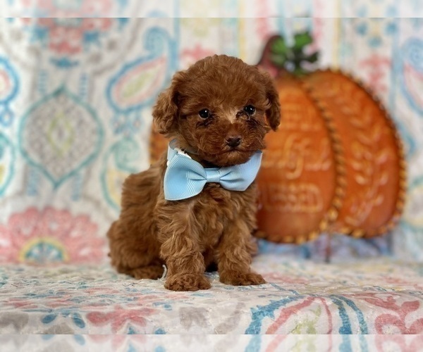 Medium Photo #1 Cavapoo Puppy For Sale in LANCASTER, PA, USA