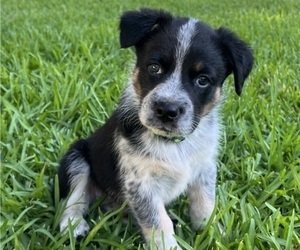 Medium Texas Heeler