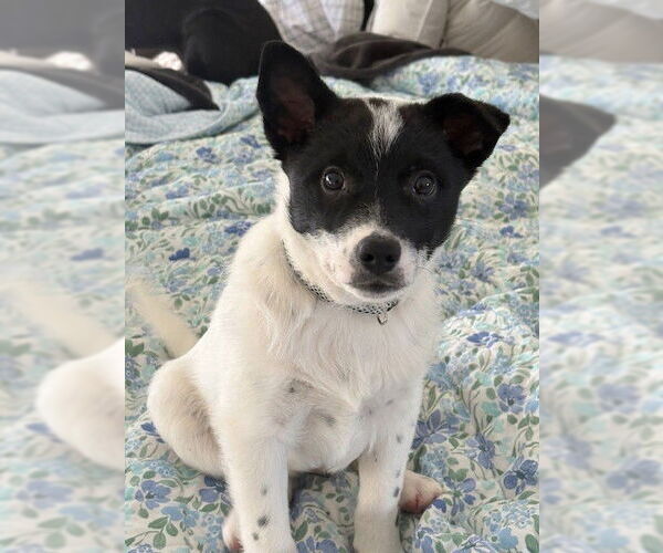 Medium Photo #1 Australian Shepherd-Unknown Mix Puppy For Sale in Genesee, WI, USA