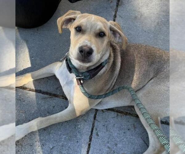 Medium Photo #13 Labrador Retriever-Unknown Mix Puppy For Sale in San Diego, CA, USA