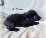 Small #19 German Shepherd Dog