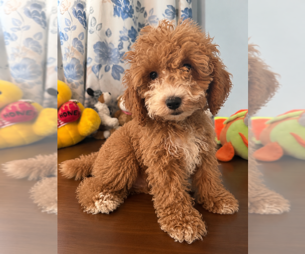 Medium Photo #30 Havapoo Puppy For Sale in DURHAM, CT, USA