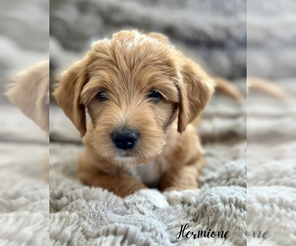 Medium Photo #1 Double Doodle Puppy For Sale in VINEYARD, UT, USA