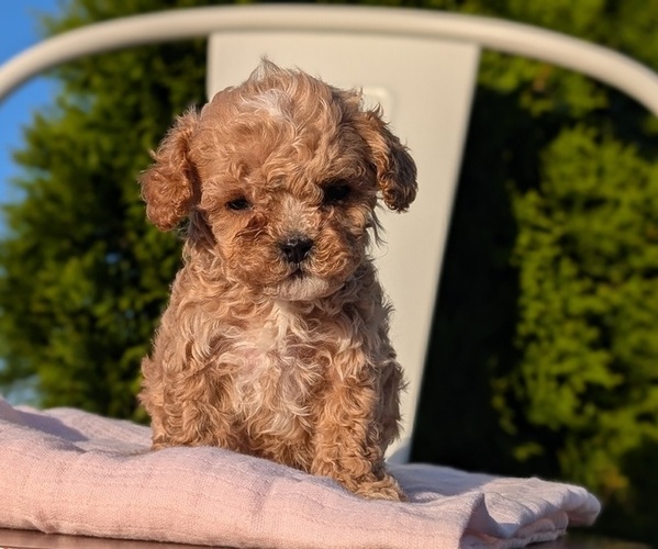 Medium Photo #36 Cavapoo (Miniature) Puppy For Sale in GOSHEN, IN, USA