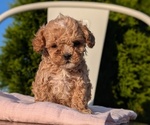 Small Photo #36 Cavapoo (Miniature) Puppy For Sale in GOSHEN, IN, USA