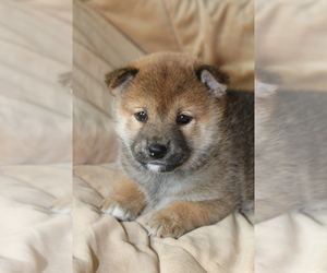 Shiba Inu Puppy for sale in OXFORD, NJ, USA