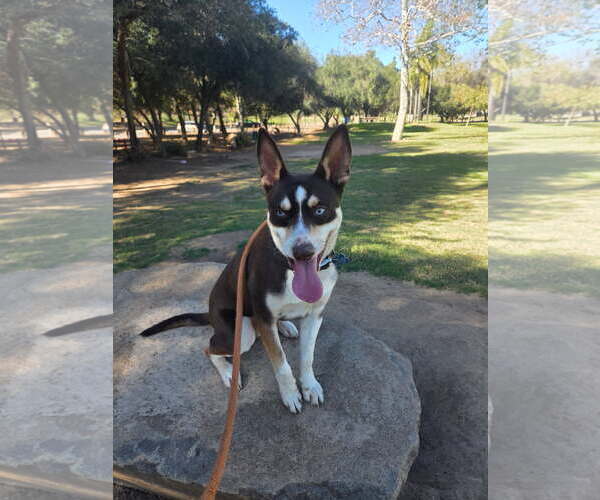 Medium Photo #1 Australian Kelpie-Unknown Mix Puppy For Sale in Escondido, CA, USA