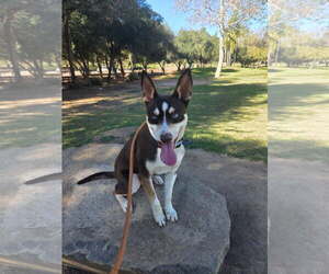 Australian Kelpie-Unknown Mix Dogs for adoption in Escondido, CA, USA