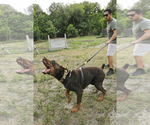 Small Photo #63 Doberman Pinscher Puppy For Sale in FORT LAUDERDALE, FL, USA