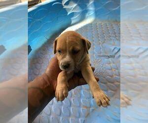 American Pit Bull Terrier-Unknown Mix Dogs for adoption in Conroe, TX, USA