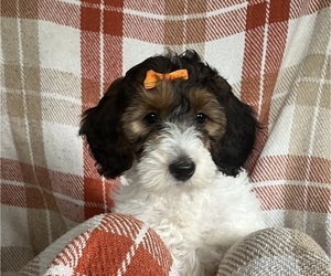 Bernedoodle (Miniature) Puppy for sale in LAKE ORION, MI, USA