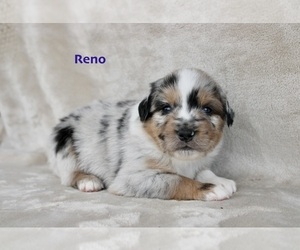 Medium Miniature Australian Shepherd