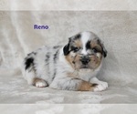 Puppy Reno Miniature Australian Shepherd