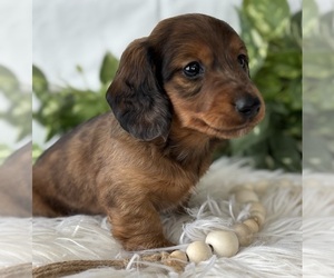 Dachshund Puppy for sale in ROCK STREAM, NY, USA