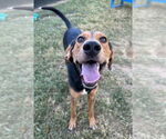 Small #1 Black and Tan Coonhound Mix