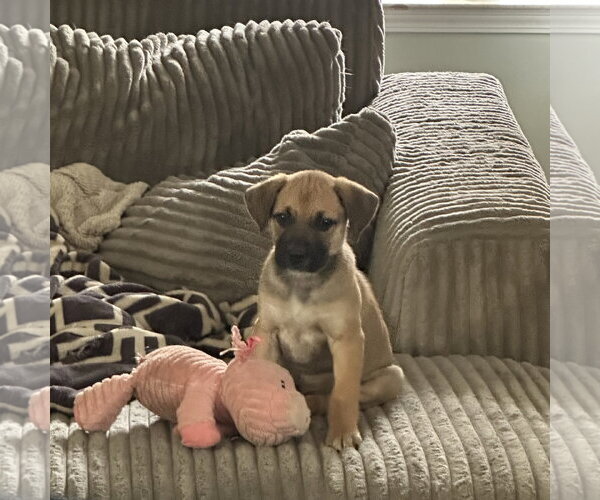 Medium Photo #2 Labrador Retriever-Unknown Mix Puppy For Sale in Ball Ground, GA, USA