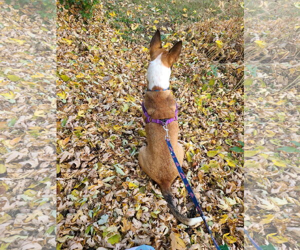 Medium Photo #14 Basenji-Unknown Mix Puppy For Sale in Minneapolis, MN, USA