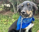 Small #3 Miniature Australian Shepherd