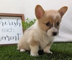 Small #6 Pembroke Welsh Corgi