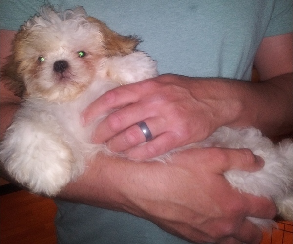 Medium Photo #2 Mal-Shi Puppy For Sale in SALEM, MA, USA