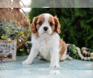 Medium Cavalier King Charles Spaniel