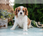 Puppy Payton Cavalier King Charles Spaniel
