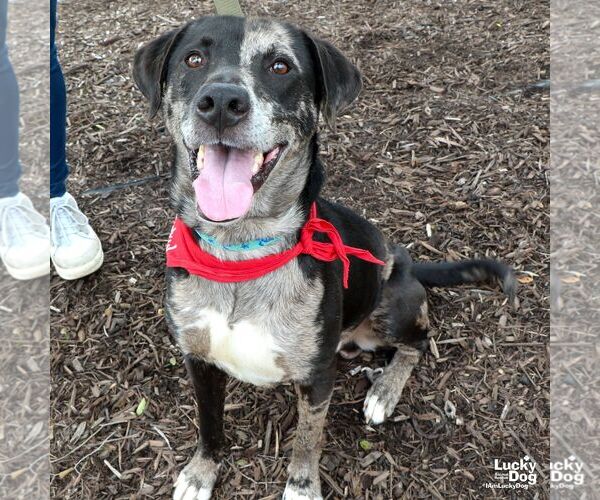 Medium Photo #1 Catahoula Leopard Dog-Labrador Retriever Mix Puppy For Sale in Washington, DC, USA
