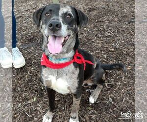 Catahoula Leopard Dog-Labrador Retriever Mix Dogs for adoption in Washington, DC, USA