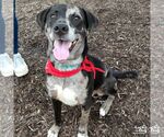 Small Catahoula Leopard Dog-Labrador Retriever Mix