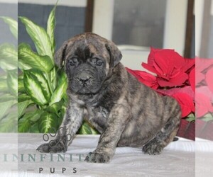 Mastiff Puppy for sale in RED LION, PA, USA