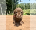 Puppy Red Labrador Retriever