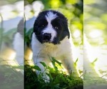 Small Photo #9 Newfoundland Puppy For Sale in MADISON, WI, USA