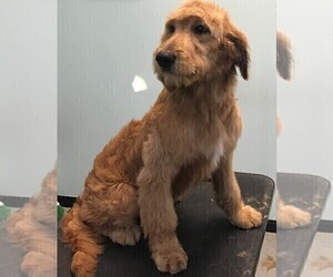 Mother of the Goldendoodle-Poodle (Standard) Mix puppies born on 05/03/2021