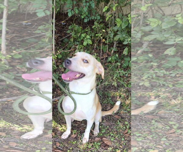 Medium Photo #1 Labrador Retriever-Unknown Mix Puppy For Sale in Jackson, MS, USA