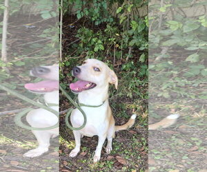 Labrador Retriever-Unknown Mix Dogs for adoption in Jackson, MS, USA