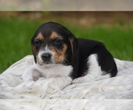 Small Photo #1 Beagle Puppy For Sale in BERNVILLE, PA, USA