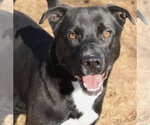 Small #3 Labrador Retriever Mix
