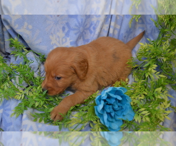 Medium Photo #2 Golden Retriever Puppy For Sale in GREENWOOD, WI, USA