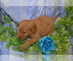 Small #1 Golden Retriever