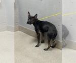 Small Mutt