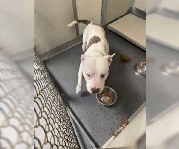 Medium Photo #1 American Pit Bull Terrier Puppy For Sale in Glen Allen, VA, USA