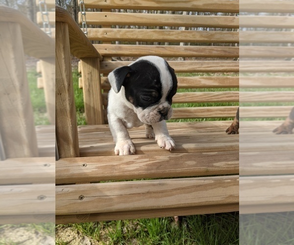 Medium Photo #9 English Bulldog Puppy For Sale in SPENCER, TN, USA