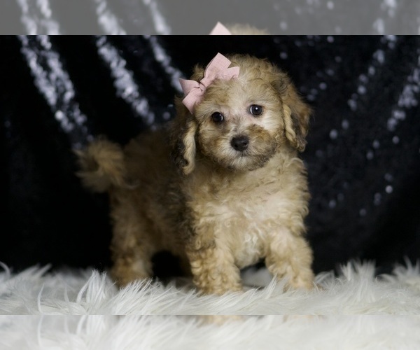 Medium Photo #1 Poodle (Toy) Puppy For Sale in WARSAW, IN, USA