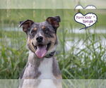Small #3 Catahoula Leopard Dog Mix