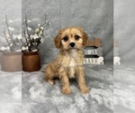 Small #1 Cavapoo (Standard)