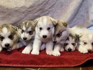 Siberian Husky Puppy for sale in MADERA, CA, USA