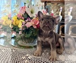 Small Photo #11 French Bulldog Puppy For Sale in VACAVILLE, CA, USA